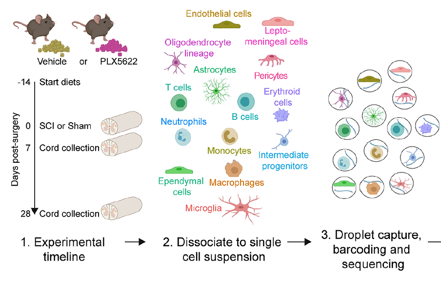 faith_microglia.png